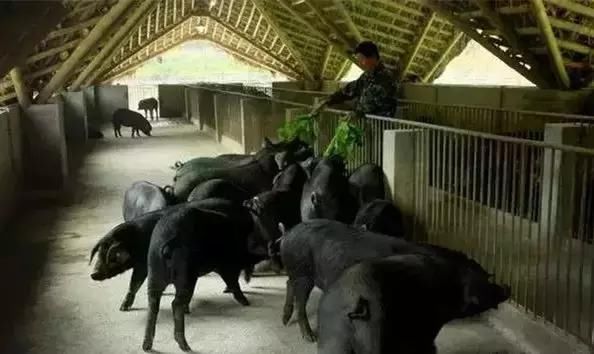 他在杭州打造了一个全中国最美的猪圈！纽约时报都报道了