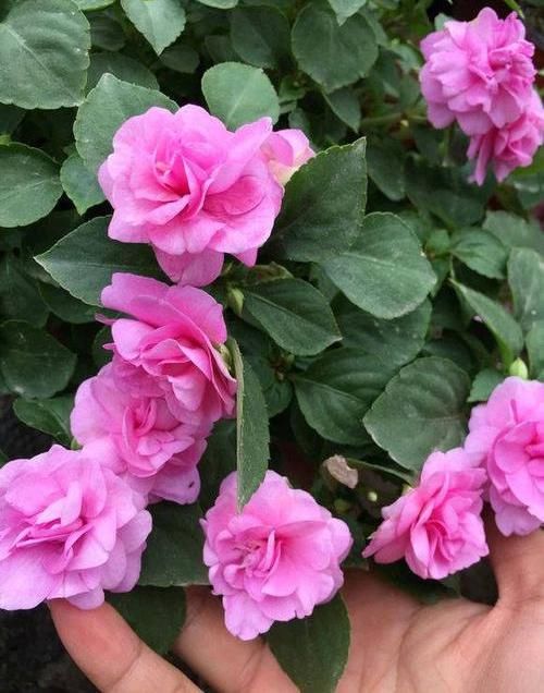 「凤仙花」养盆凤仙花,常年开花,花瓣能染指甲,小时候过家家经常玩