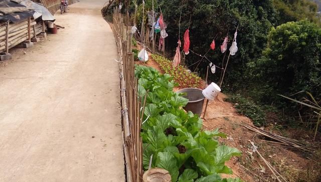  每餐：屋边种菜，居住山腰的农民每餐吃的蔬菜都是新的