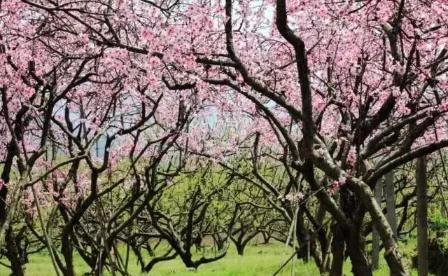 阳春三月,群芳争艳!来看西安这些“花花世界”的最佳踏春赏花指南