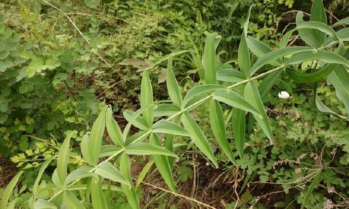  植物|一种植物叫“鸡头参”，价值很珍贵，遇到莫忽视！