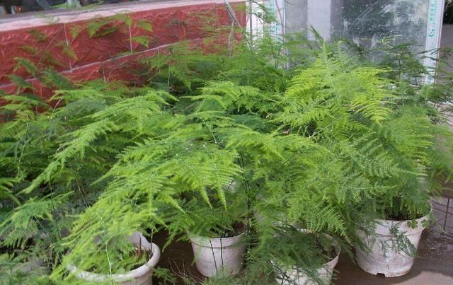  阳光@这3种花别急着晒太阳,一见太阳就黄叶,开花都受影响