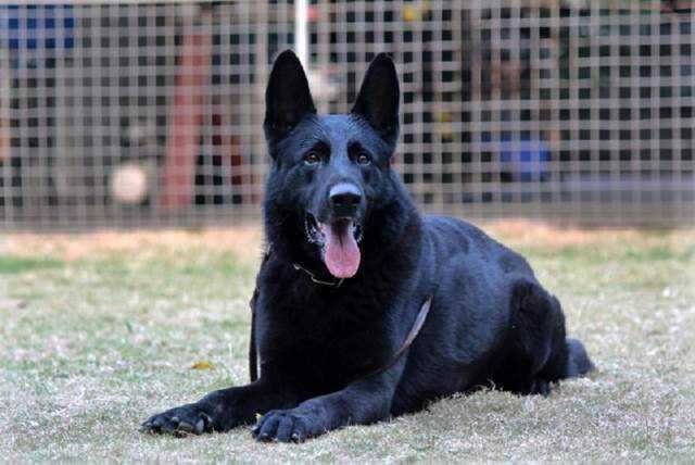 年养狗第一步,挑选合适的犬种很重要(烈性犬篇