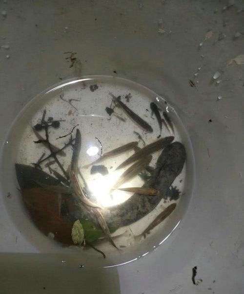  垂钓|娃娃鱼？江苏男子大河垂钓，钓起“金色四脚鱼”，网友：小恐龙