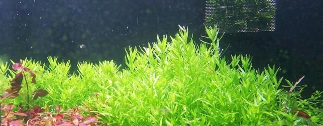 『药用价值』植物小知识！形似“含羞草”，却是特殊的保护植物，有药用价值