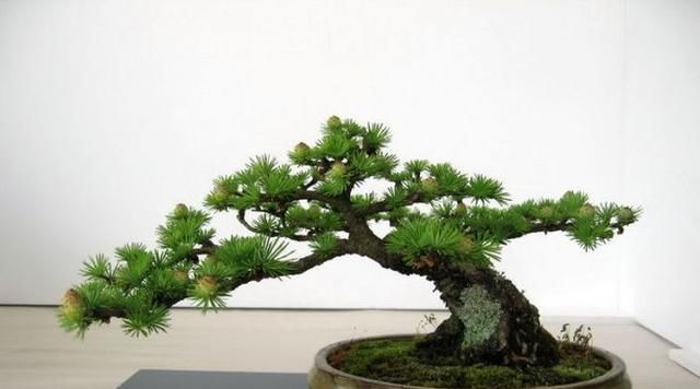 60例盆景树种，总有属于你的那棵（建议收藏）