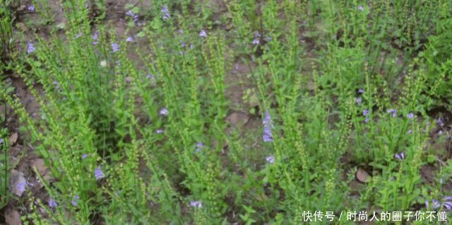  「药用价值」野外这种植物叫“半枝莲”农民曾把它当害草，如今