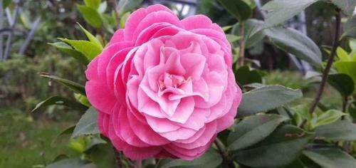  「呼呼」花期超长的6种花，颜色鲜艳又好养，天再冷也照样呼呼开！