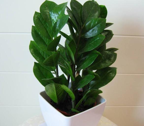 新宠|家居新宠豆瓣绿养护“小技巧”,家里养一盆,枝叶浓密又碧绿