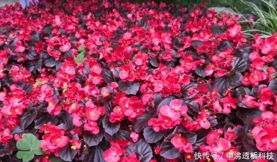 「土壤」室内养四季海棠,注意这几点,一年四季花开不断,每次都爆盆