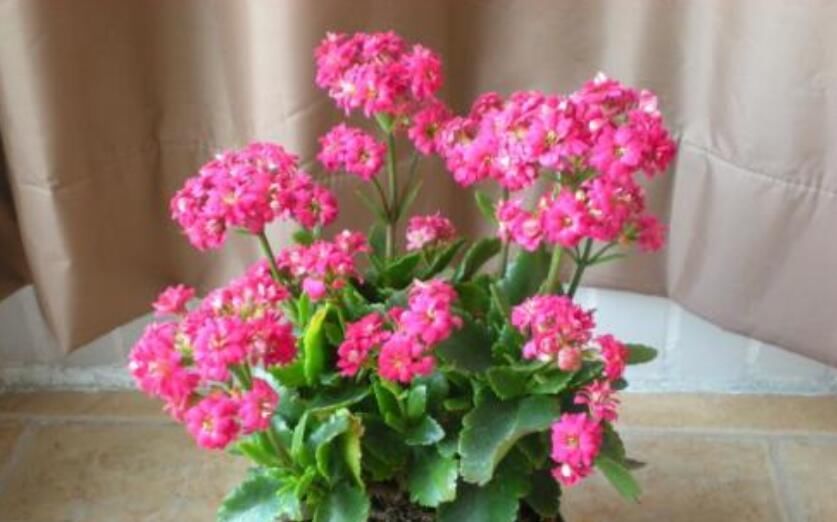 『养花』最厉害的养花营养液:给长寿花喝一勺,花苞一茬接一茬!