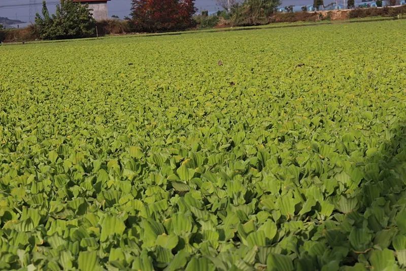 农村水里一种“白菜”，农民对它深恶痛绝，却摇身一变成稀罕盆栽