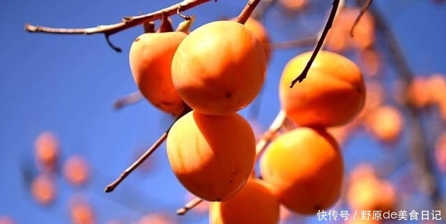  【合适】农村老家院子种什么树合适？老农：这4种树，千万别错过