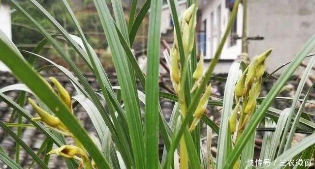 蚜虫:正在开花的蕙兰,需要注意这三点
