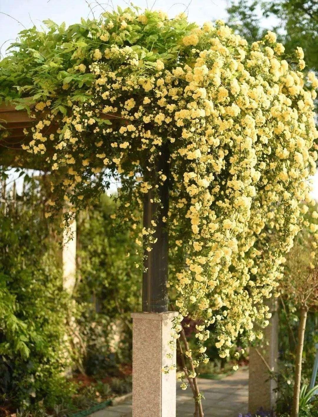 『新手』此花,花期长达两百多天,新手也能种植!分分钟长满院子
