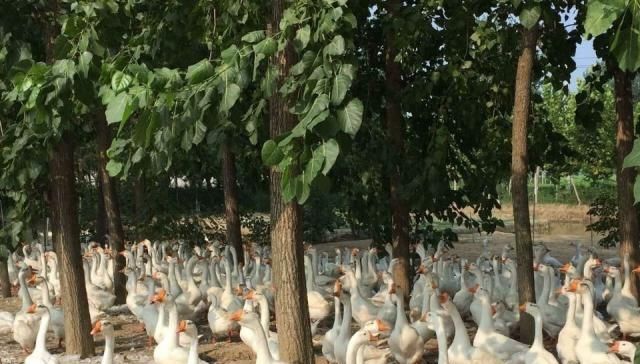  养鹅：果园里养鹅对果树有影响吗？