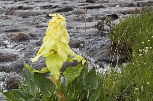 川藏线上看到“大白菜”，千万不要摘，游客：我又不傻，“赔钱货