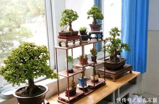 【家里】3种花养“家里”,吸毒气、制氧气,旺人又旺财,适合多养二三盆