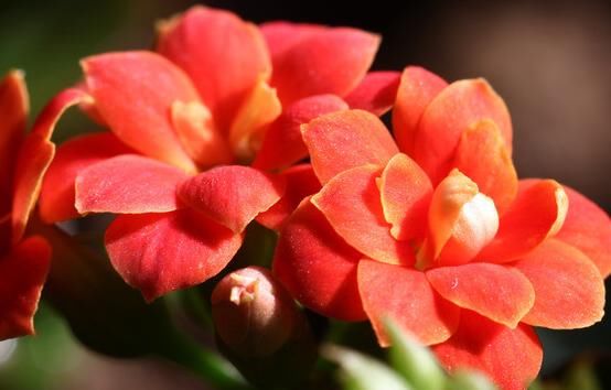  家里■这四款植物养在家里，轻松爆盆，阳台变花园，花朵蹭蹭地冒