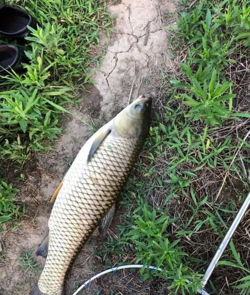  「老钓位」深水钓位和浅水钓位哪个比较藏鱼？照我这样选，深水浅水都能连竿