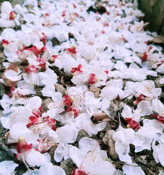  赏花：春暖花开，你赏花了么？