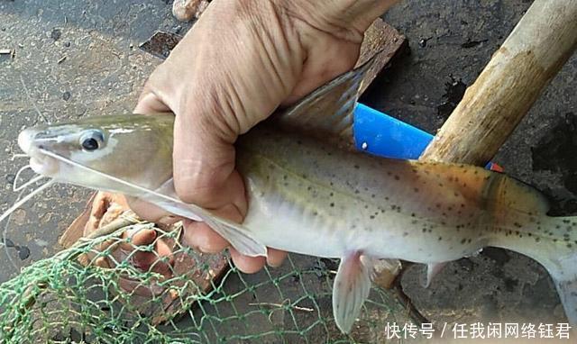  【捕获到】它比刀鱼更珍贵，被誉为“淡水鱼之王”，被误当鲶鱼