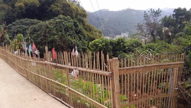  每餐：屋边种菜，居住山腰的农民每餐吃的蔬菜都是新的