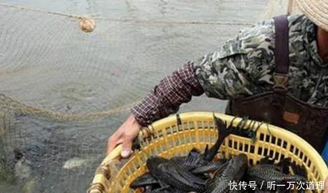 农村河里出现很多鱼，渔民高兴地捞上来一筐，看过后却欲哭无泪