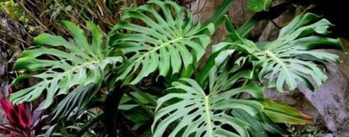  『适合』此7种植物适合家庭室内盆栽，堪称'天然净化器'，好看又好养