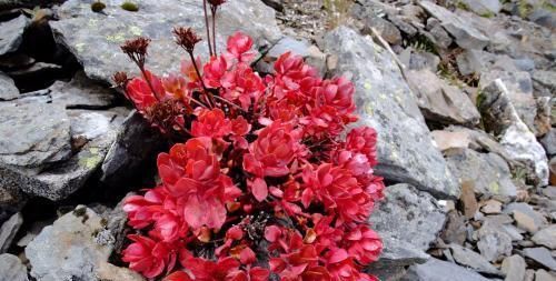 素有:它素有“高原人参”之称,价值珍贵却少有人懂,若遇见,请重视!