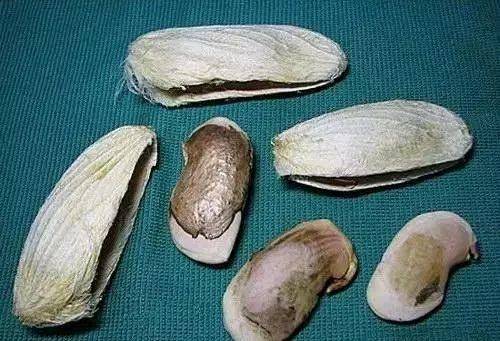  放进■我在路上捡起一座松塔，不小心把它放进了花盆里。太神奇了