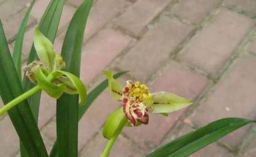  【建兰梨山狮王】兰花极品，花型奇特，多舌多鼻，花色艳丽，浓香怡人，好养价廉