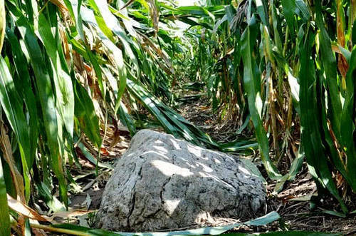 这座山只有0.6米，堪称中国最“矮”山，却无人能从山脚爬上去