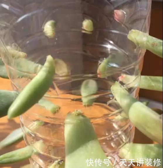『扦插』养护神器:塑料瓶千万别扔,用来养花用处多