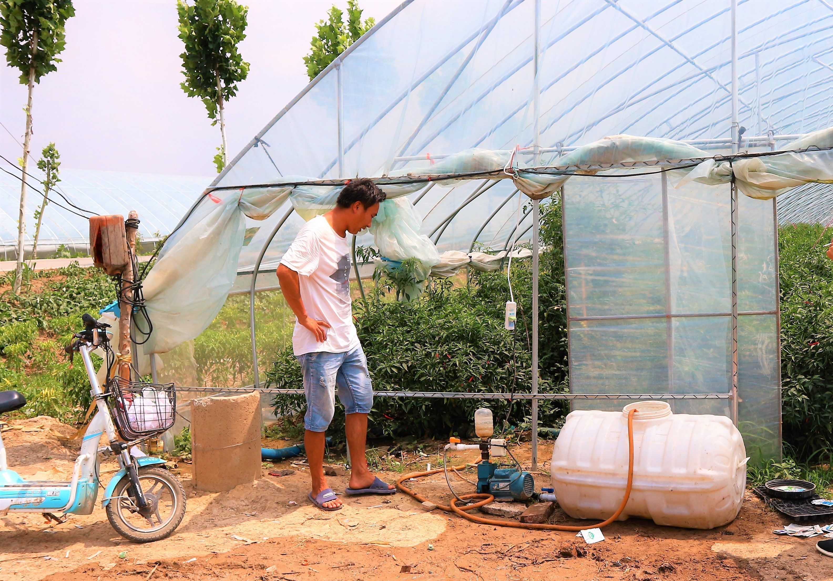 农民种植一种辣椒，3亩净赚60000元，被当地农民称为“摇钱树”