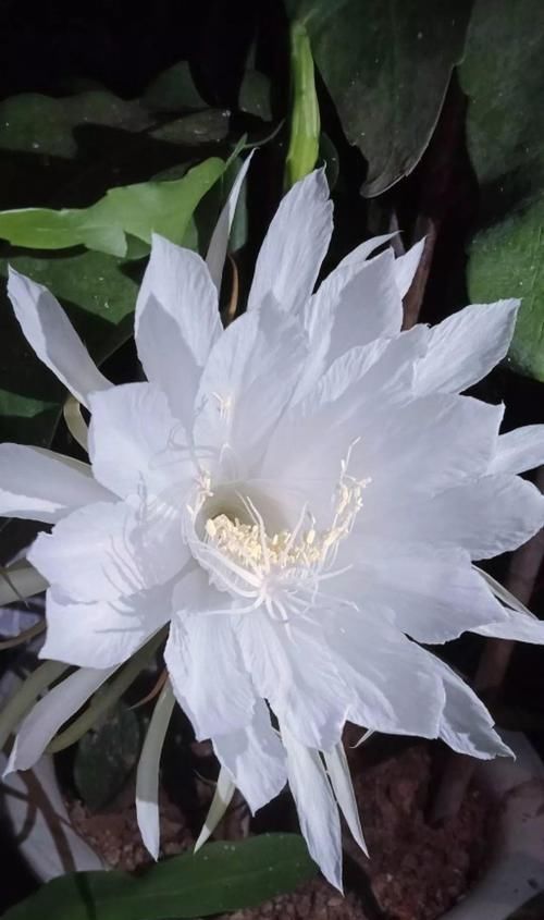  『令箭荷花』6种“荷花”，不用水只用土，开花一茬接一茬！