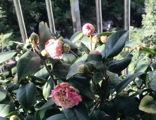 『烂花』已经开花的茶花盆栽喷水后花苞枯萎,黄叶烂花,还有救的可能吗?