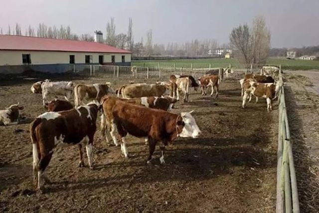 2019年下半年的农业补贴全了，农民好好看看，哪一项最适合你！