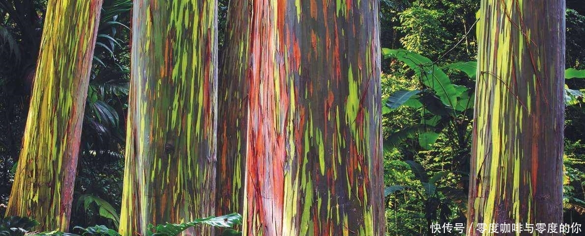 世界上最美丽的六种树，造型风格各异，有一种能在关键时刻救命