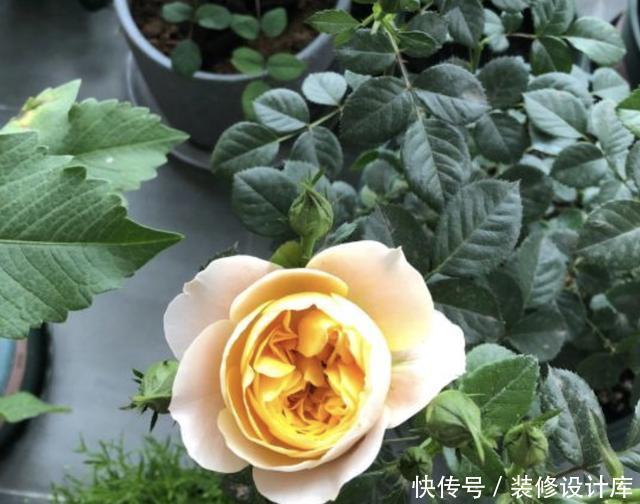 「浇到」什么生根剂、营养水,也不如1种“蚯蚓粪水”,浇到花盆里很好!
