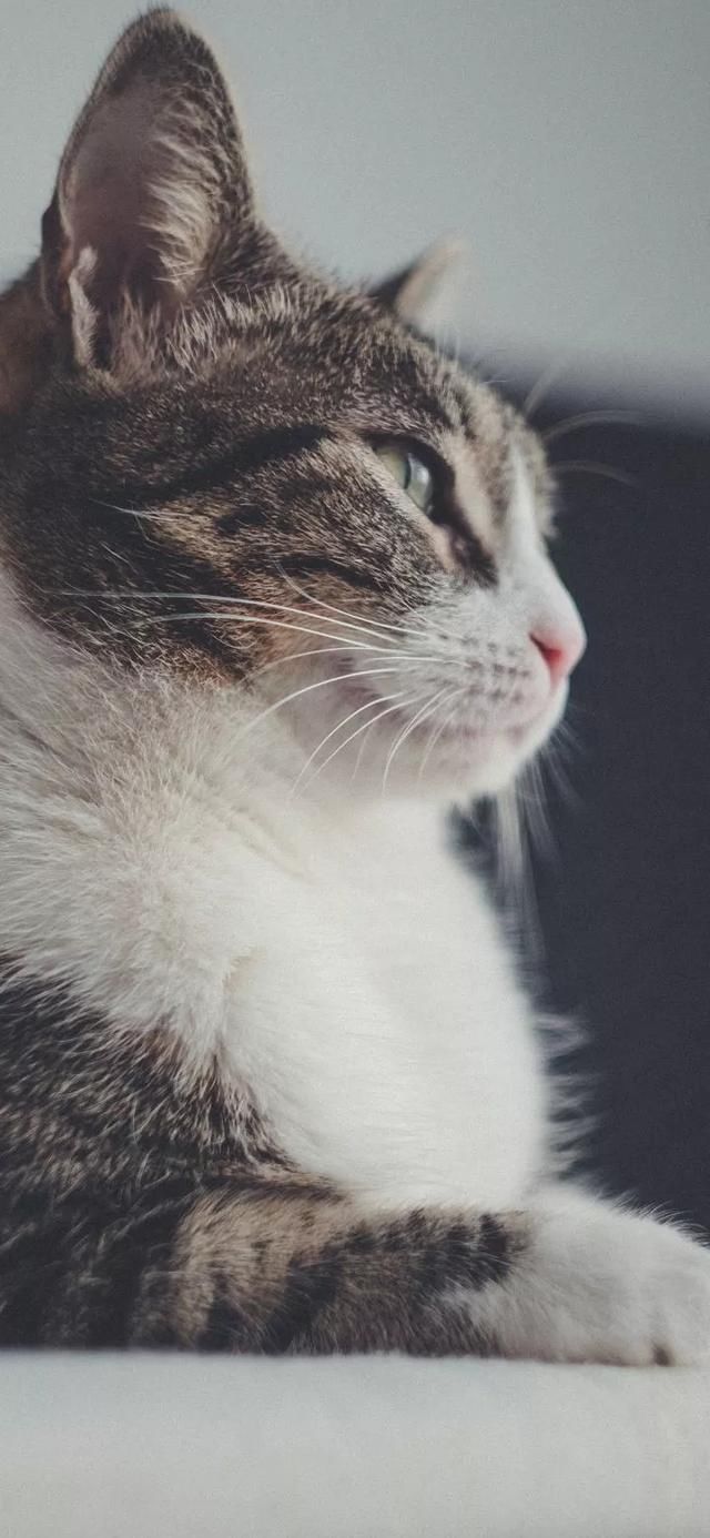  『星球』80张超可爱的猫咪壁纸丨我来自喵星球，来地球只是为了遇见你