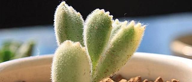 『自带』自带特殊“体臭”的多肉植物,入手需谨慎