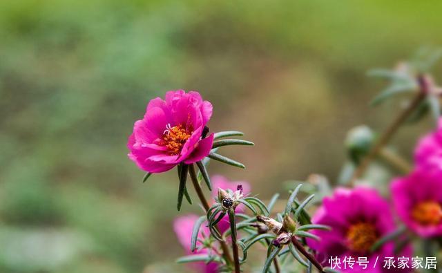  『三角梅』阳台种上3种花，常年开花没有空窗期，花香飘满整个房间