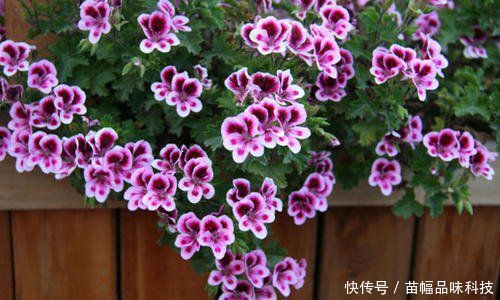 『养花』阳台养花选它,一年四季都开花,新手也会养,是盆栽佳品!