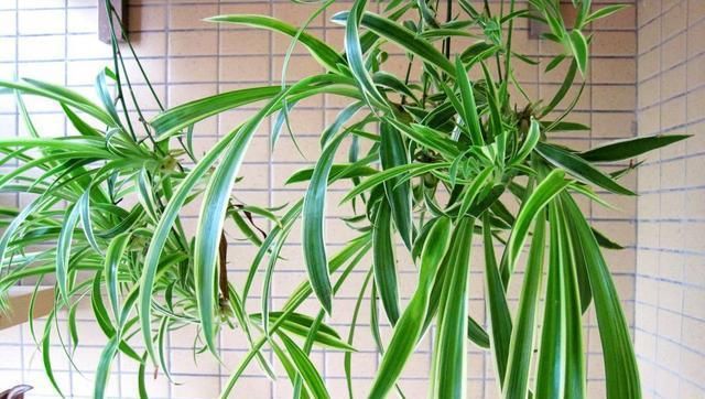  「阳光」家里养花，用这个妙招，一盆变成十盆，花盆都不够用了