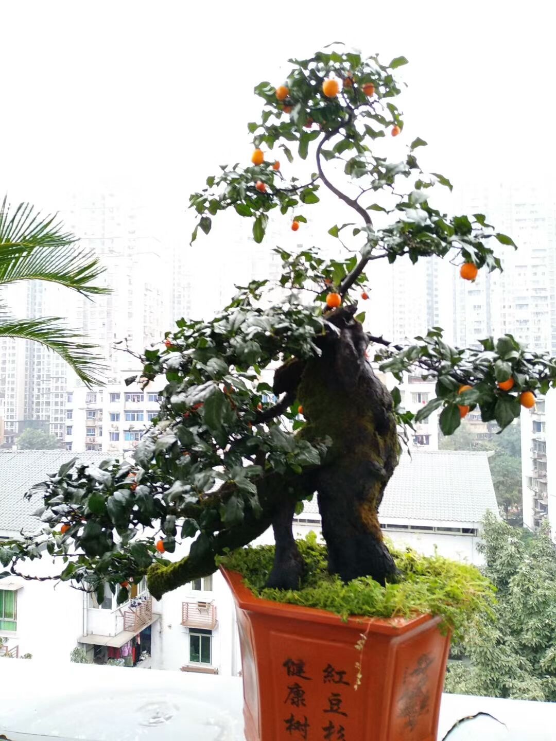 金弹子树桩盆景很有欣赏性，有的的确很美丽!