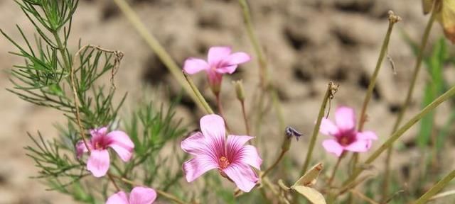「解决」花在夏天看见太阳就干巴巴,怎么解决才最好?