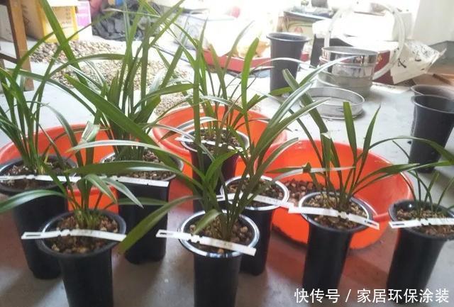  [些花友养]兰花养爆了盆，春天1个小技巧，分出20盆，瞬间变大户！