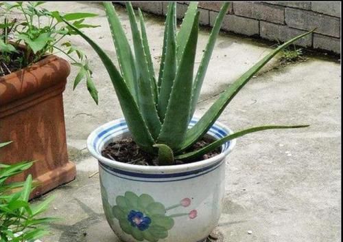  #炒菜#养芦荟，4个技巧迅速变胖，充满“芦荟胶”，炒菜，美容足够啦