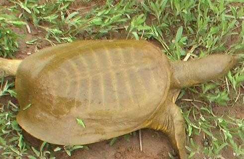 农村老俗话“上山甲鱼，下山野鸡不能碰”什么意思有何道理吗！